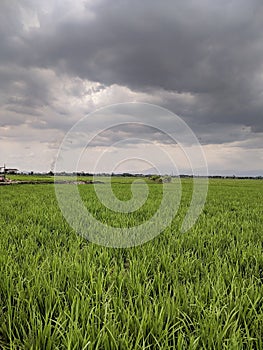 Rice field in hometown before rain