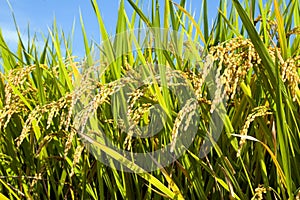 Rice Field II