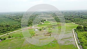 Rice field in Indonesia