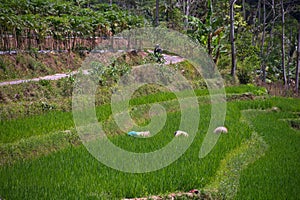 Rice field in Indonesia