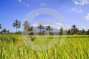 Rice field in Indonesia