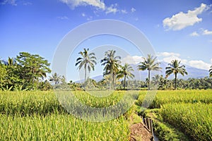 Rice field in Indonesia