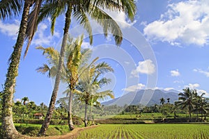 Rice field in Indonesia