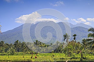 Rice field in Indonesia