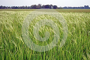 rice field infested by weedy rice, Thailand