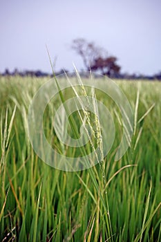 rice field infested by weedy rice, Thailand