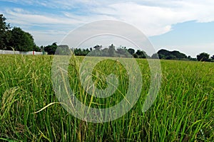 rice field infested by weedy rice, Thailand