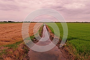 Rice field beside the irrigation ditch