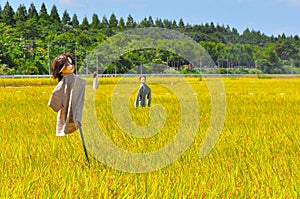 Rice field in Japan