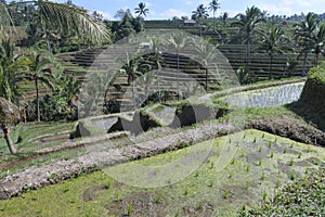 Rice field in Jatiluwih rice terraces in Bali Indonesia