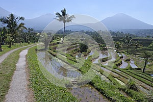 Rice field in Jatiluwih rice terraces in Bali Indonesia