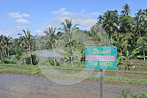 Rice field in Jatiluwih rice terraces in Bali Indonesia