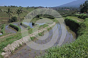 Rice field in Jatiluwih rice terraces in Bali Indonesia