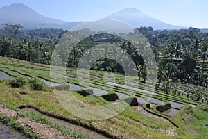 Rice field in Jatiluwih rice terraces in Bali Indonesia