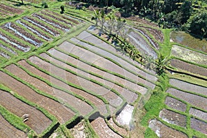 Rice field in Jatiluwih rice terraces in Bali Indonesia