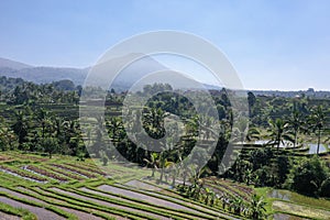 Rice field in Jatiluwih rice terraces in Bali Indonesia