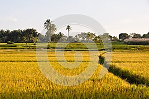 Rice field in Karnataka (India)