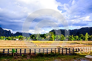 Rice field in Khammuan Province Laos