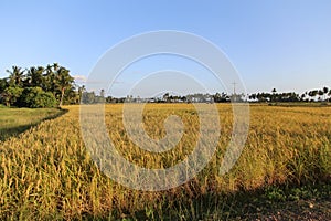 Rice Field at Koh-Sukorn in Trang, Thailand