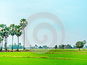 Rice field landscape on countryside