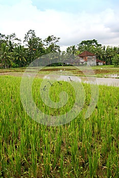 Rice field landscape with ducks, Bali scenic