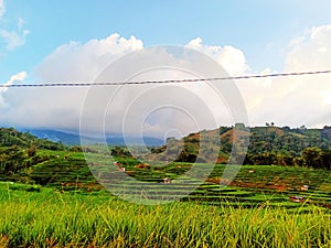 rice field landscape in manggarai  Flores Island photo