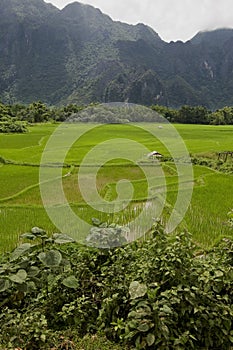 Rice field in Laos, Vang Vieng