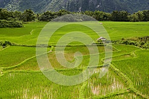 Rice field in Laos, Vang Vieng photo