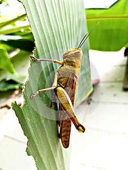 Rice field locusts grow up after they grow up and can be consumed