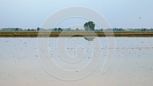 Rice field in Lomellina, Italy