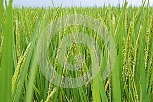 Rice field in LongJi, China