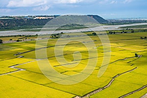 Rice field of Lotus valley in Waipu, taichung, taiwan