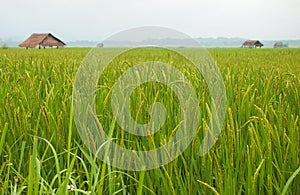 Rice Field in Luang Namtha