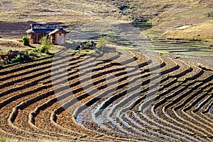 Rice Field in Madagascar
