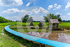 rice field with meadow and wooden bridge
