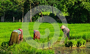 Rice field in Mekong Delta, Southern Vietnam