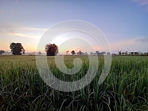 Rice field in the morning