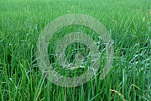 rice field at morning in countryside