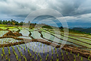 Rice field on the mountain