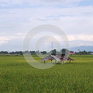Rice field and mountain along road in rural of Thailand