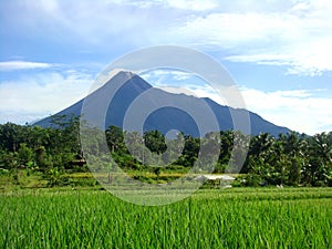 Rice Field and Mountain Background