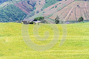 Rice field with mountain background at Ban Pa Bong Piang, Chiang Mai in Thailand, focus on cottage