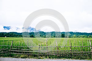 Rice field, mountain and barbed wire wall in sunny day