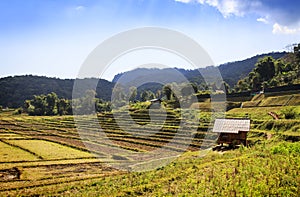 Rice field and mountain at doi inthanon, Thailand