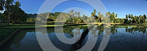 Rice field with mountain and palmtrees reflection panorama