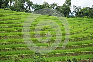 Rice field in mountain or rice terrace in the nature, Relax day in beautiful location