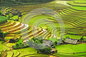 Rice field in the mountain of Sapa