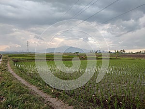 Rice field and the mountain wilis