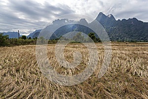 Rice field and mountians photo