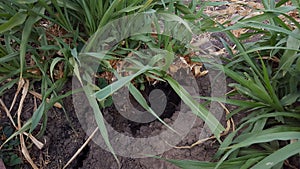 Rice field mouse hole, enemy for farmer